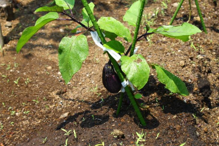 菜園